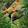 Kahau nosaty - Nasalis larvatus - Proboscis Long-nosed Monkey o7972